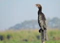 The little cormorant